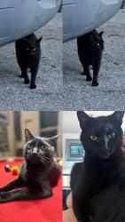 Lost Male Cat last seen A1A, Holy Name of Jesus Catholic Church, Brevard County, FL 32903