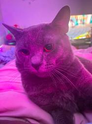 Lost Male Cat last seen Near Danz elementary school, Green Bay, WI 54302