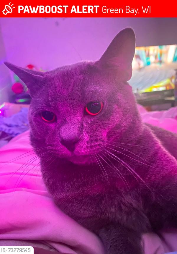Lost Male Cat last seen Near Danz elementary school, Green Bay, WI 54302