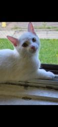 Reunited Female Cat last seen Area: Keelesdale-Eglinton West , Keele Street & Rogers Road (seen next to Ample Food Market York location & Dollarama), Toronto, ON M6N 3E7