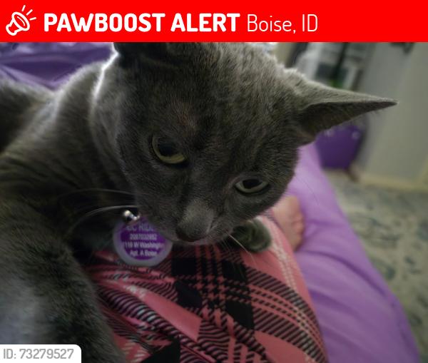 Lost Female Cat last seen Boise High school, Boise, ID 83702