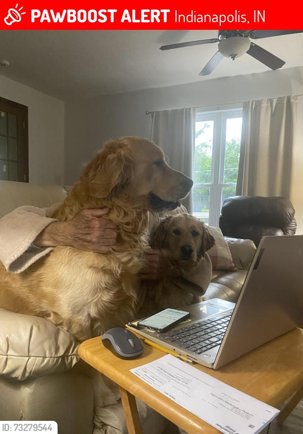 Lost Male Dog last seen Bar Del Dribr, Indianapolis, IN 46221