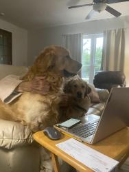 Lost Male Dog last seen Bar Del Dribr, Indianapolis, IN 46221
