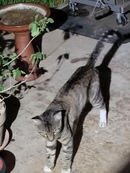 Found/Stray Male Cat last seen Jenny Drive and Frontier Drive, Sugar Land, TX 77479