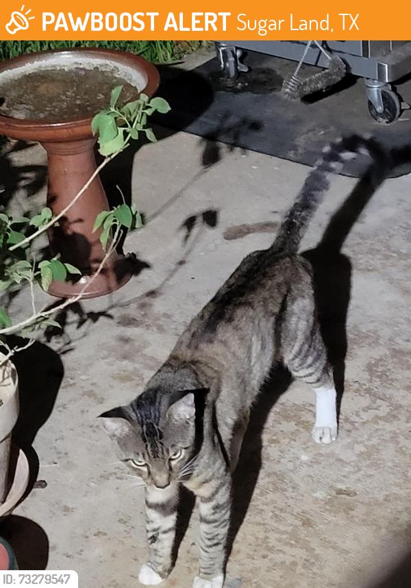 Found/Stray Male Cat last seen Jenny Drive and Frontier Drive, Sugar Land, TX 77479