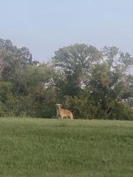 Found/Stray Unknown Dog last seen Ste Agathe, Near the red River, Ste. Agathe, MB 