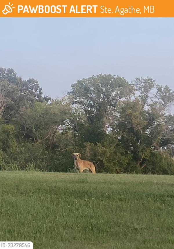 Found/Stray Unknown Dog last seen Ste Agathe, Near the red River, Ste. Agathe, MB 