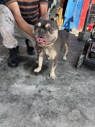 Found/Stray Male Dog last seen 8th st and medical center drive, San Bernardino, CA 92411