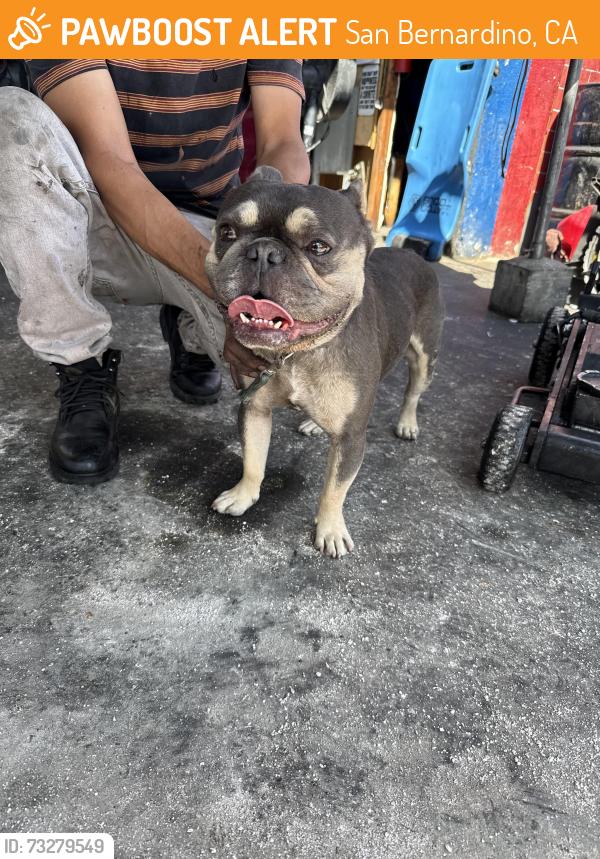 Found/Stray Male Dog last seen 8th st and medical center drive, San Bernardino, CA 92411