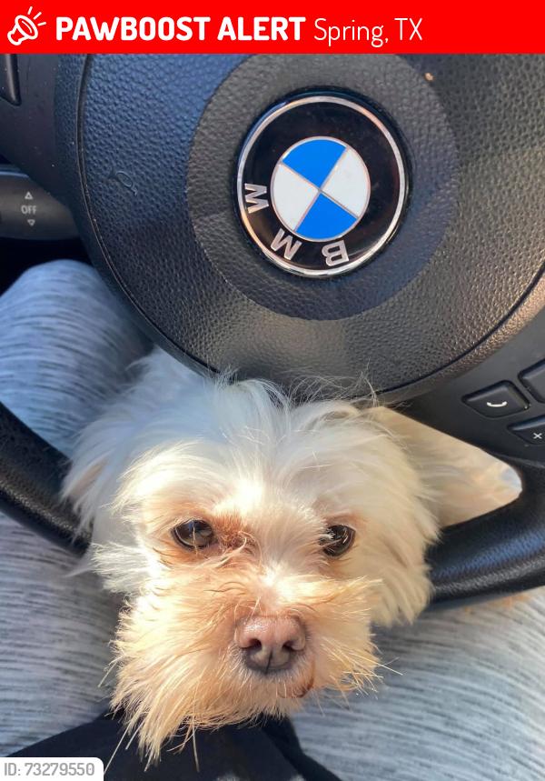 Lost Female Dog last seen Spring ridge dr/, Spring, TX 77386
