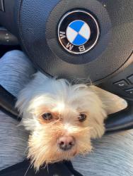Lost Female Dog last seen Spring ridge dr/, Spring, TX 77386