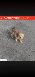 Lost Female Dog last seen Hibiscus street highland, Highland, CA 92346