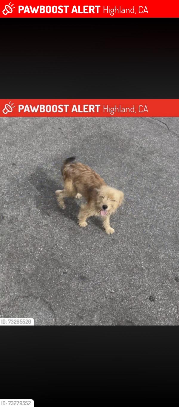 Lost Female Dog last seen Hibiscus street highland, Highland, CA 92346