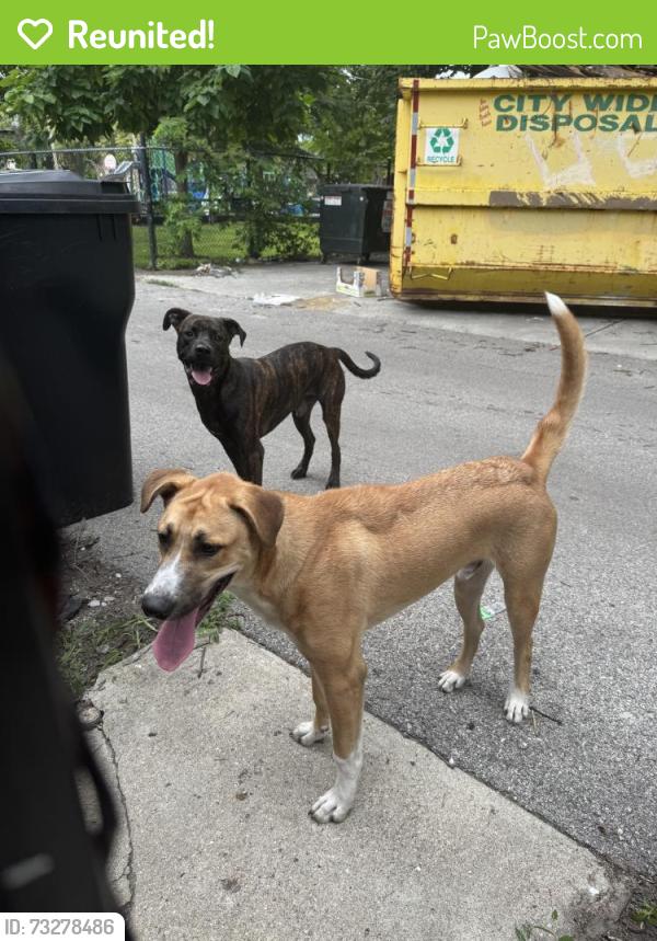 Reunited Male Dog last seen 65th and Ellis, Chicago, IL 60637