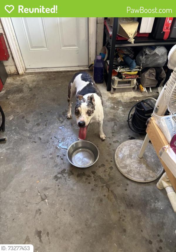 Reunited Male Dog last seen Boynton Ct near intersection of Ehrlich and Lynn Rd, Tampa, FL 33625