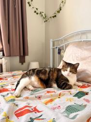 Lost Female Cat last seen Last seen near the park next to our home, Toronto, ON M8V 3A7