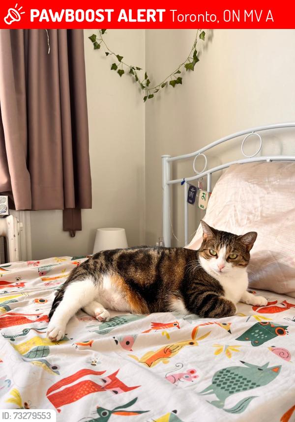 Lost Female Cat last seen Last seen near the park next to our home, Toronto, ON M8V 3A7