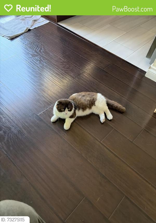 Reunited Male Cat last seen W Garden Grove Blvd, Garden Grove, CA, USA, Garden Grove, CA 92842