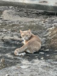 Found/Stray Unknown Cat last seen N 85th Ave & Missouri Ave, Glendale, AZ 85305