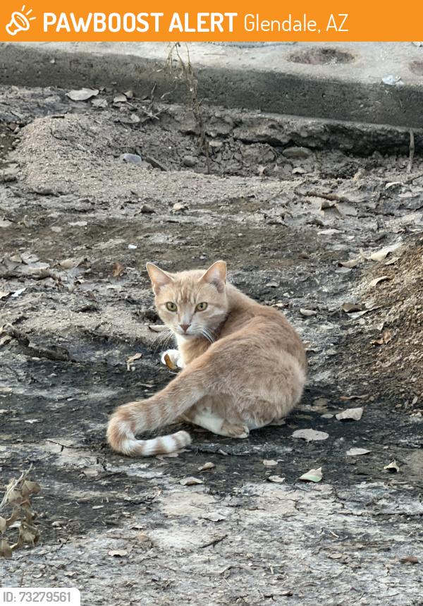 Found/Stray Unknown Cat last seen N 85th Ave & Missouri Ave, Glendale, AZ 85305