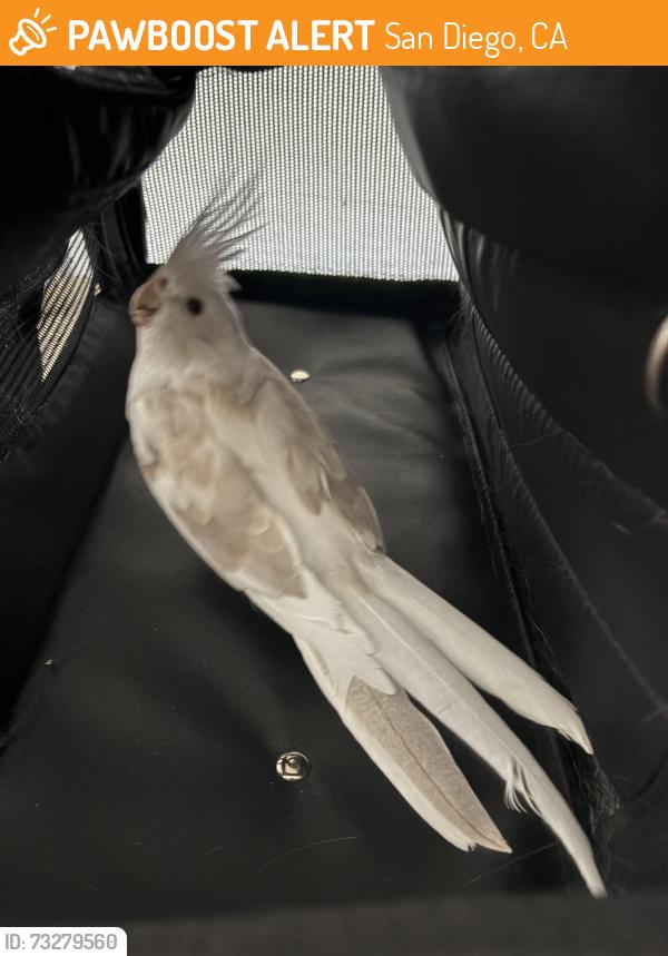 Found/Stray Unknown Bird last seen North Park, San Diego, CA 92104