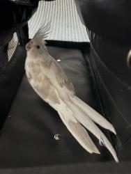 Found/Stray Unknown Bird last seen North Park, San Diego, CA 92104