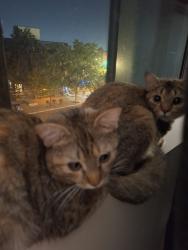 Reunited Female Cat last seen Lane way behind 3103 Dundas street West, Toronto, ON 