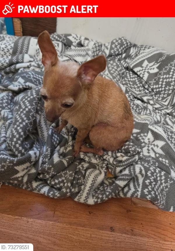 Lost Female Dog last seen Crocket martin rd and 105 conroe tx, Montgomery County, TX 77303