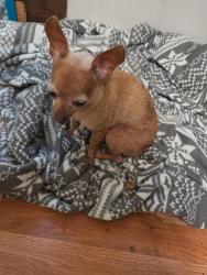 Lost Female Dog last seen Crocket martin rd and 105 conroe tx, Montgomery County, TX 77303