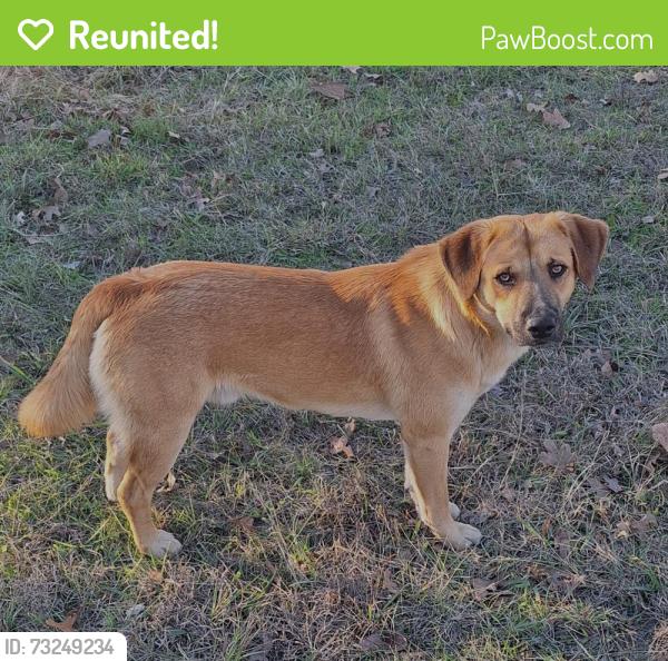 Reunited Male Dog last seen Bern Street, League City, League City, TX 77573