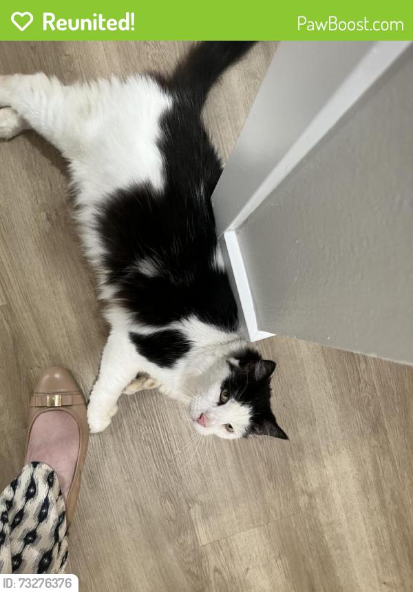 Reunited Male Cat last seen Sherry Lane apmts and Muir Fundamentalist School, Santa Ana, CA 92705