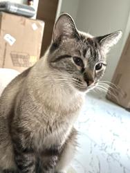 Lost Male Cat last seen Little York and Tautenhahn Rd, 77016, Houston, TX 77016