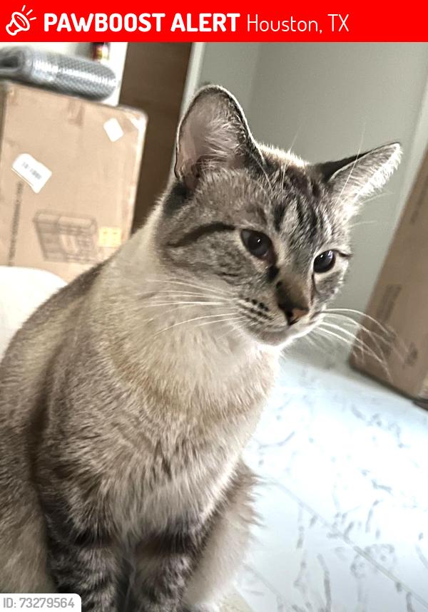 Lost Male Cat last seen Little York and Tautenhahn Rd, 77016, Houston, TX 77016