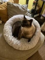 Reunited Female Cat last seen Ingleside and Westminster, Norfolk, VA 23502