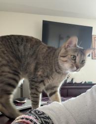 Lost Female Cat last seen Sycamore Landing Neighborhood, Fort Worth, TX 76123