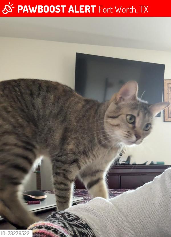 Lost Female Cat last seen Sycamore Landing Neighborhood, Fort Worth, TX 76123