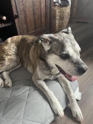 Reunited Female Dog last seen Knob view dr, Winston-Salem, NC 27104