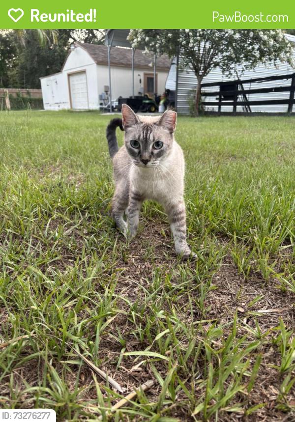 Reunited Male Cat last seen Golf course loop and country club road, Zephyrhills, FL 33544