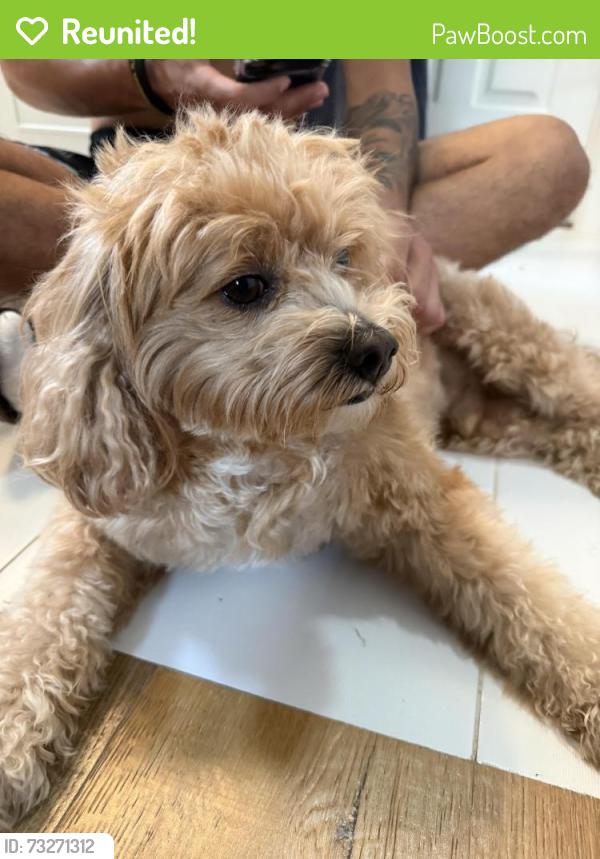 Reunited Male Dog last seen Winchester, San Jose, CA 95128