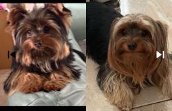 Lost Unknown Dog last seen Primrose st, Orlando, FL 32803