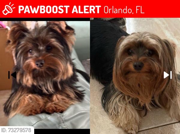 Lost Unknown Dog last seen Primrose st, Orlando, FL 32803