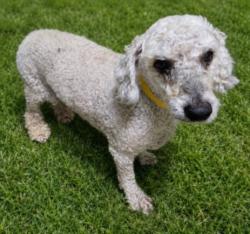 Shelter Stray Male Dog last seen , 14409 Vanowen St, Van Nuys, CA 91405, USA