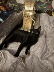 Shelter Stray Female Cat last seen TURNSTONE DR & NORTHGATE BLVD, 2127 Front St, Sacramento, CA 95818, USA