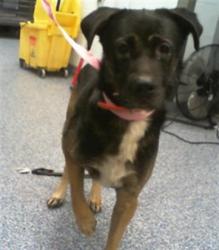Shelter Stray Male Dog last seen CHARLOTTE, 8315 Byrum Dr, Charlotte, NC 28217, USA
