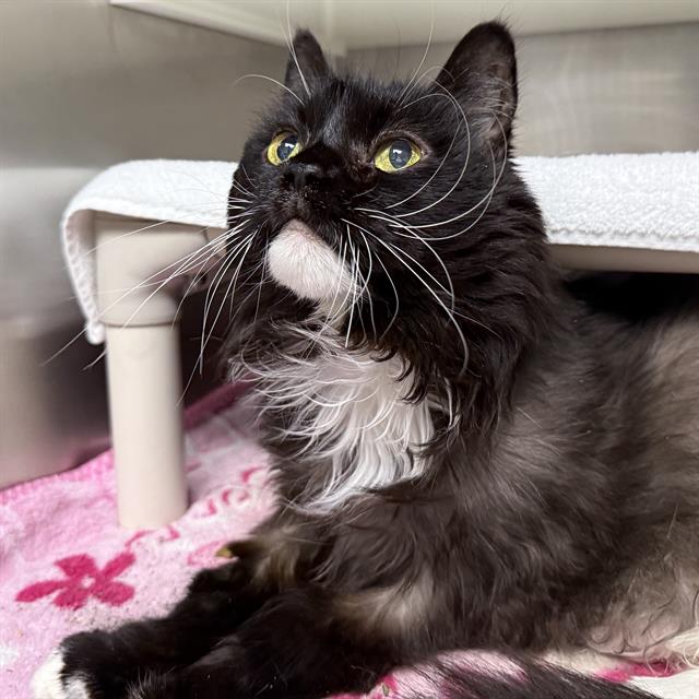 Shelter Stray Female Cat last seen Near BLOCK BRILLIANT AURORA LN, LAS VEGAS, NV 89183, 655 N Mojave Rd, Las Vegas, NV 89101, USA