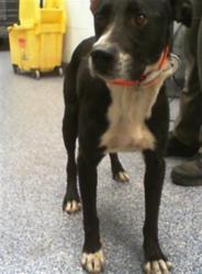 Shelter Stray Male Dog last seen CHARLOTTE, 8315 Byrum Dr, Charlotte, NC 28217, USA