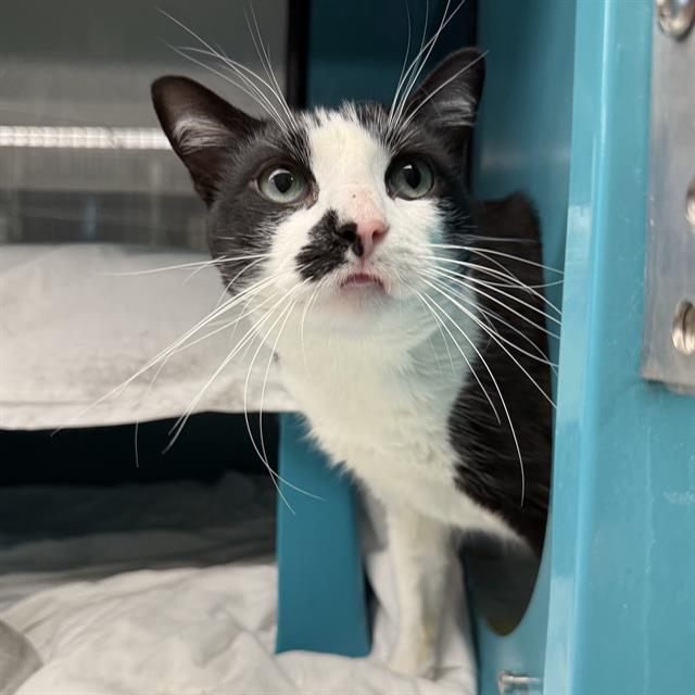 Shelter Stray Male Cat last seen Near BLOCK DECKOW LN, LAS VEGAS NV 89169, 655 N Mojave Rd, Las Vegas, NV 89101, USA