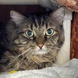 Shelter Stray Female Cat last seen Near BLOCK W TROPICANA AVE, LAS VEGAS NV 89103, 655 N Mojave Rd, Las Vegas, NV 89101, USA