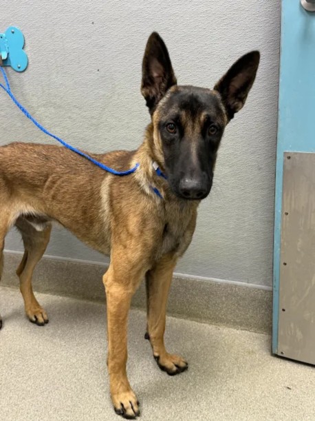 Shelter Stray Male Dog last seen , 655 N Mojave Rd, Las Vegas, NV 89101, USA