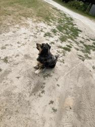 Lost Male Dog last seen Twisters, Montague, MI 49461